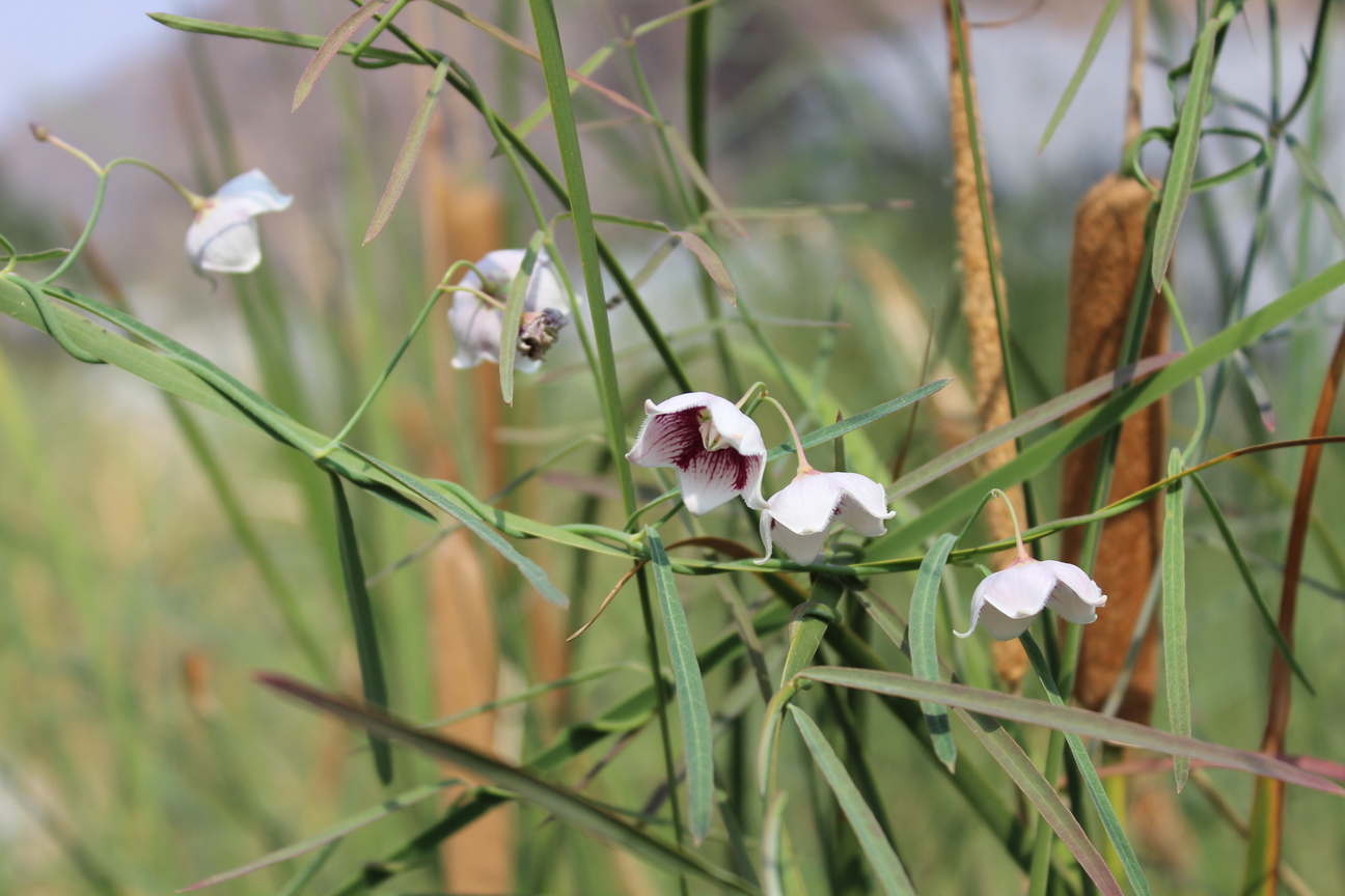 Plant Image